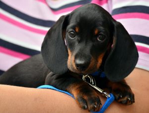 Adoptions Montgomery County Animal Resource Center