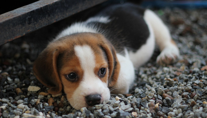 puppies in animal shelters near me