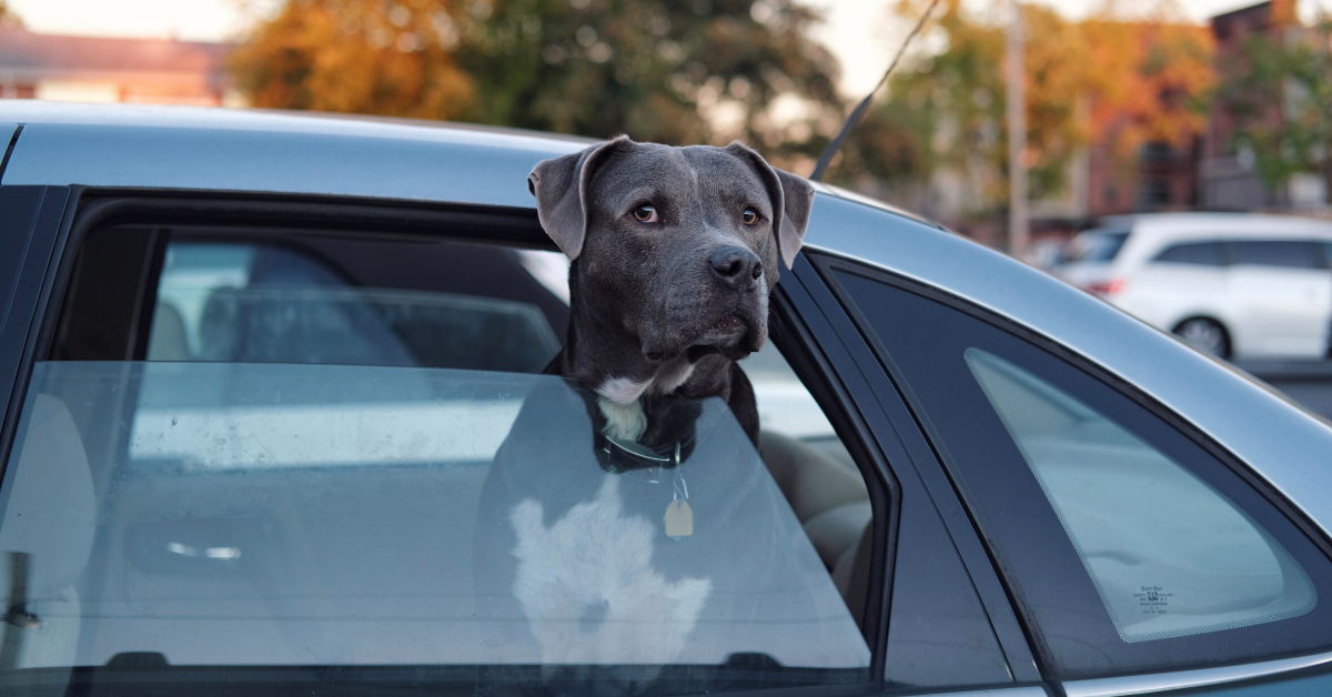 Summer Car Safety for Pets Montgomery County Animal Resource Center