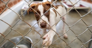 A brown and white dog stands behind a chain-link fence in an animal shelter kennel, reaching one paw through the fence
