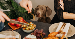 dog sitting near a Thanksgiving table — Thanksgiving safety tips for dogs