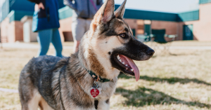 German Shepherd Dog wearing a red dog license tag