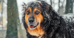 Large black and tan mixed breed dog outside in the snow