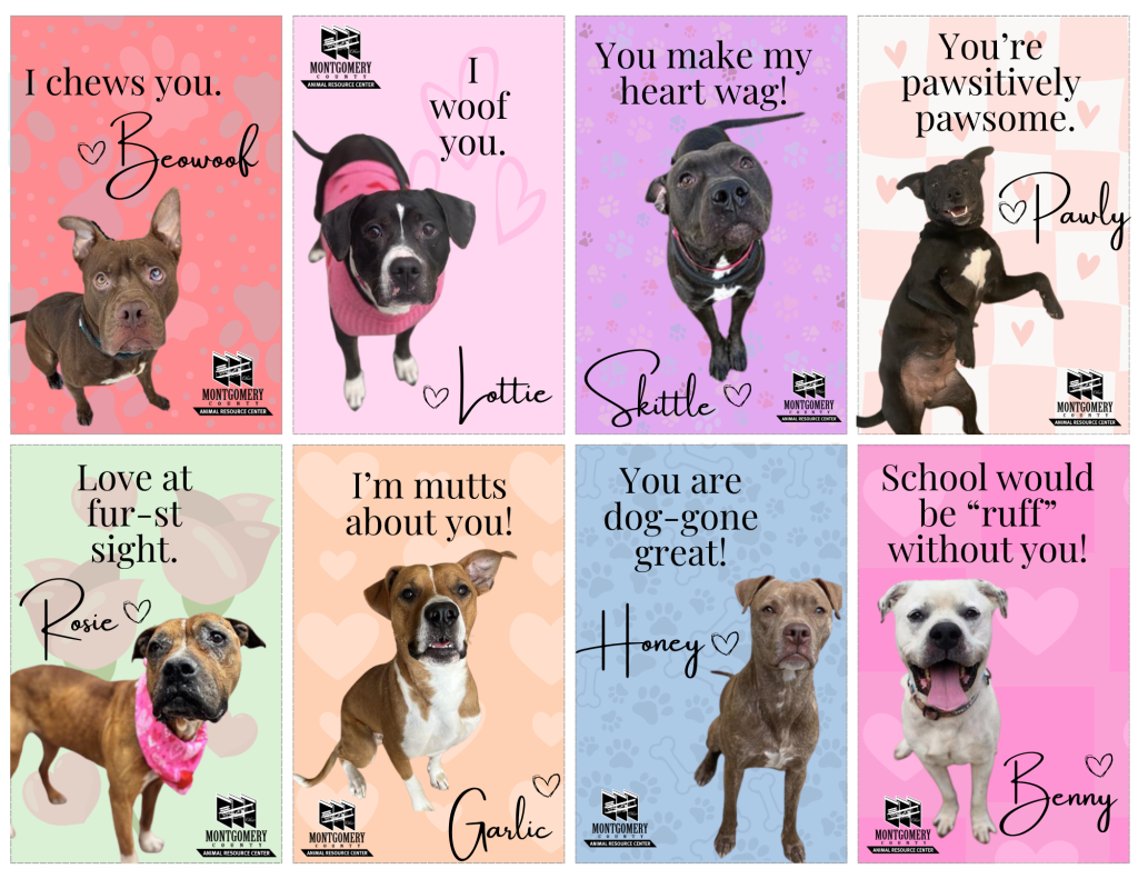 Download free printable Valentine’s Day cards featuring adoptable dogs