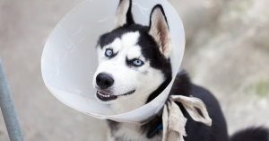 Learn why spaying and neutering your pet matters