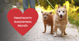 Heartworm Awareness Month: What Every Pet Owner Should Know