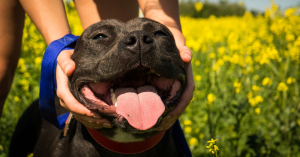 5 Foster Myths That Might Be Keeping You From Saving a Life
