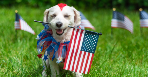 Small white dog wearing a festive red, white and blue collar, holding a small American flag in its mouth. Image links to Fourth of July dog safety tips.