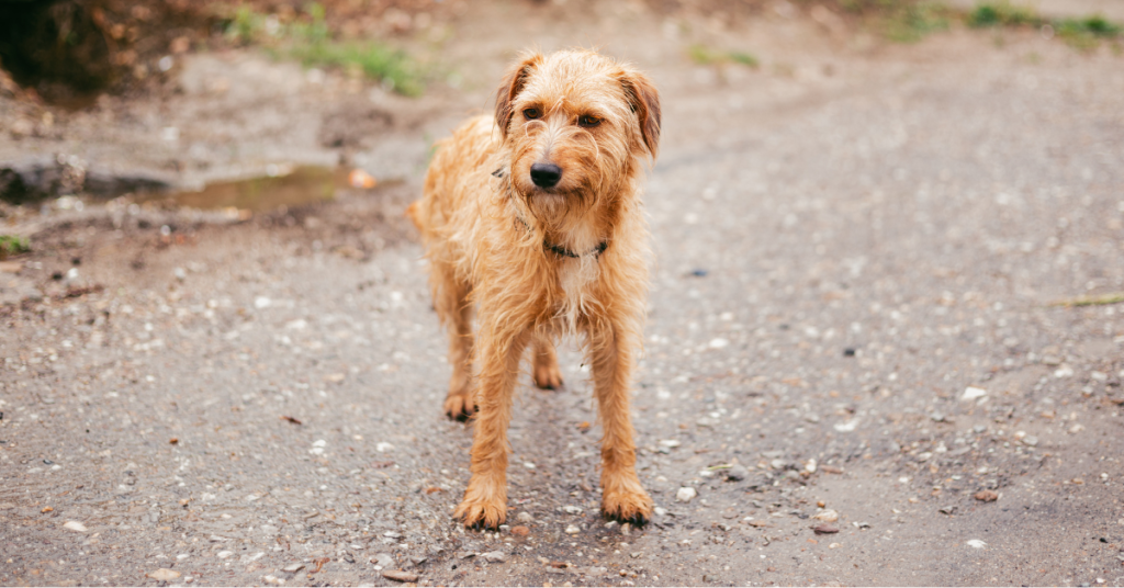 Light brown, shaggy dog standing on wet pavement.